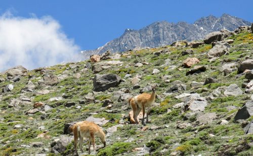 Expedición al Cerro Vallecitos