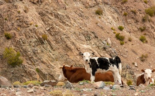 Expedición al Cerro Penitentes