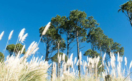 Cerro Champaquí